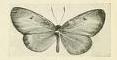 <i>Ptelina subhyalina</i> Species of butterfly