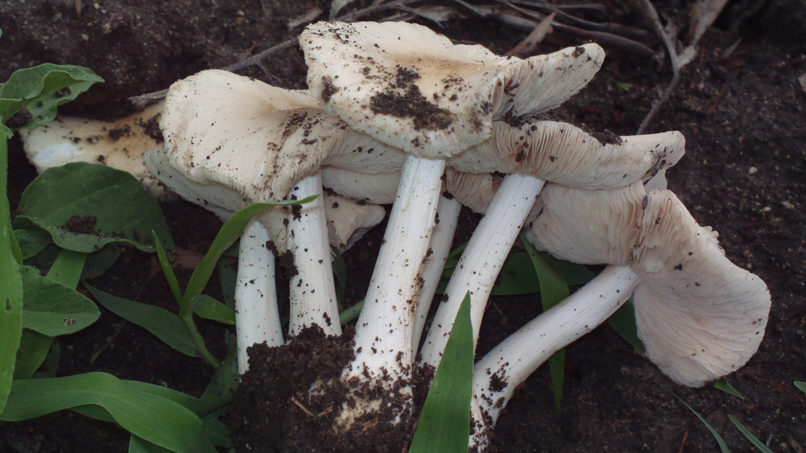 Termitomyces clypeatus  Descriptions of Fungi and Bacteria