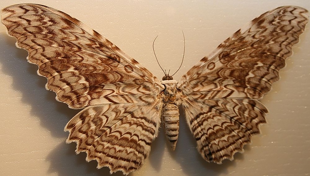 Бабочка агриппина фото