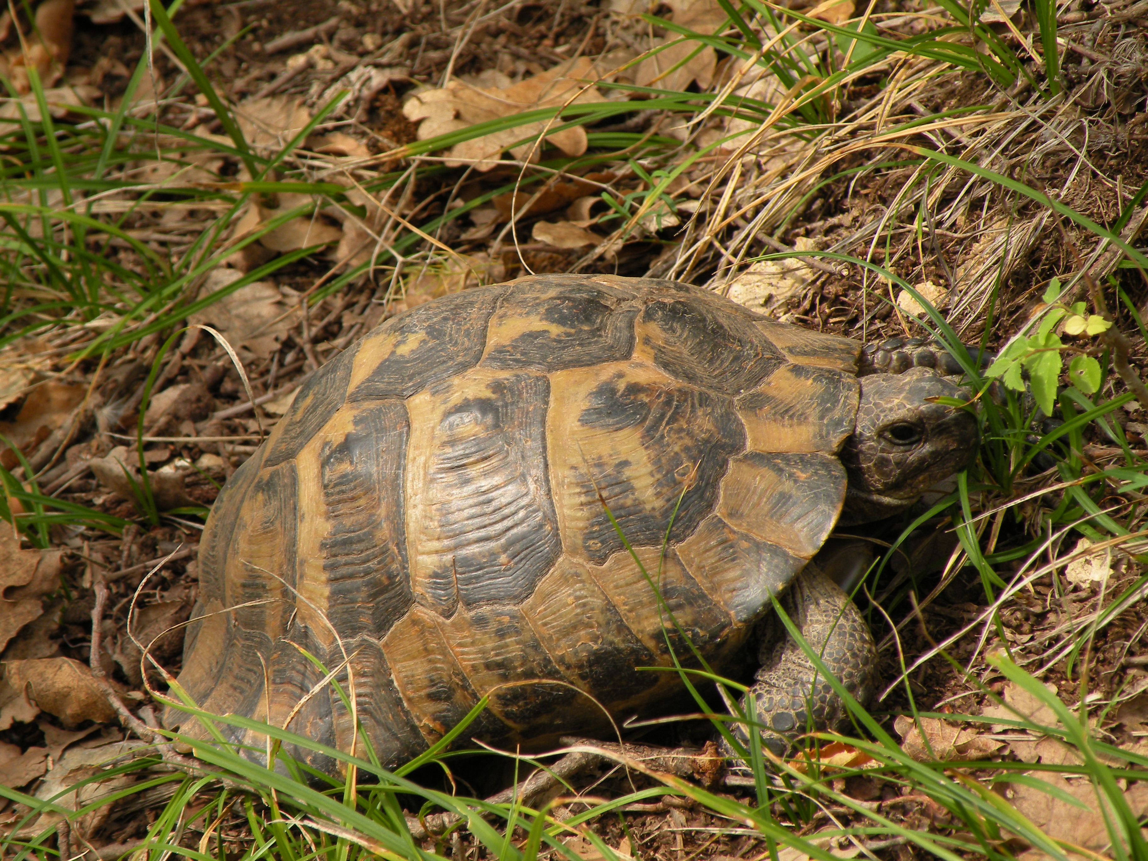 カメ Wikipedia