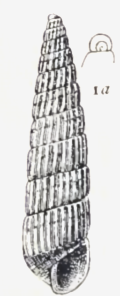 <i>Turbonilla gracilior</i> Species of gastropod
