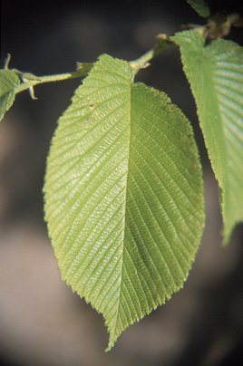 Close up of Slippery Elm leaf from https://upload.wikimedia.org/wikipedia/commons/9/93/Ulmus_rubra_leaf.jpg