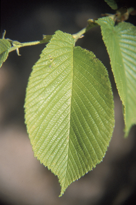 File:Ulmus rubra leaf.jpg