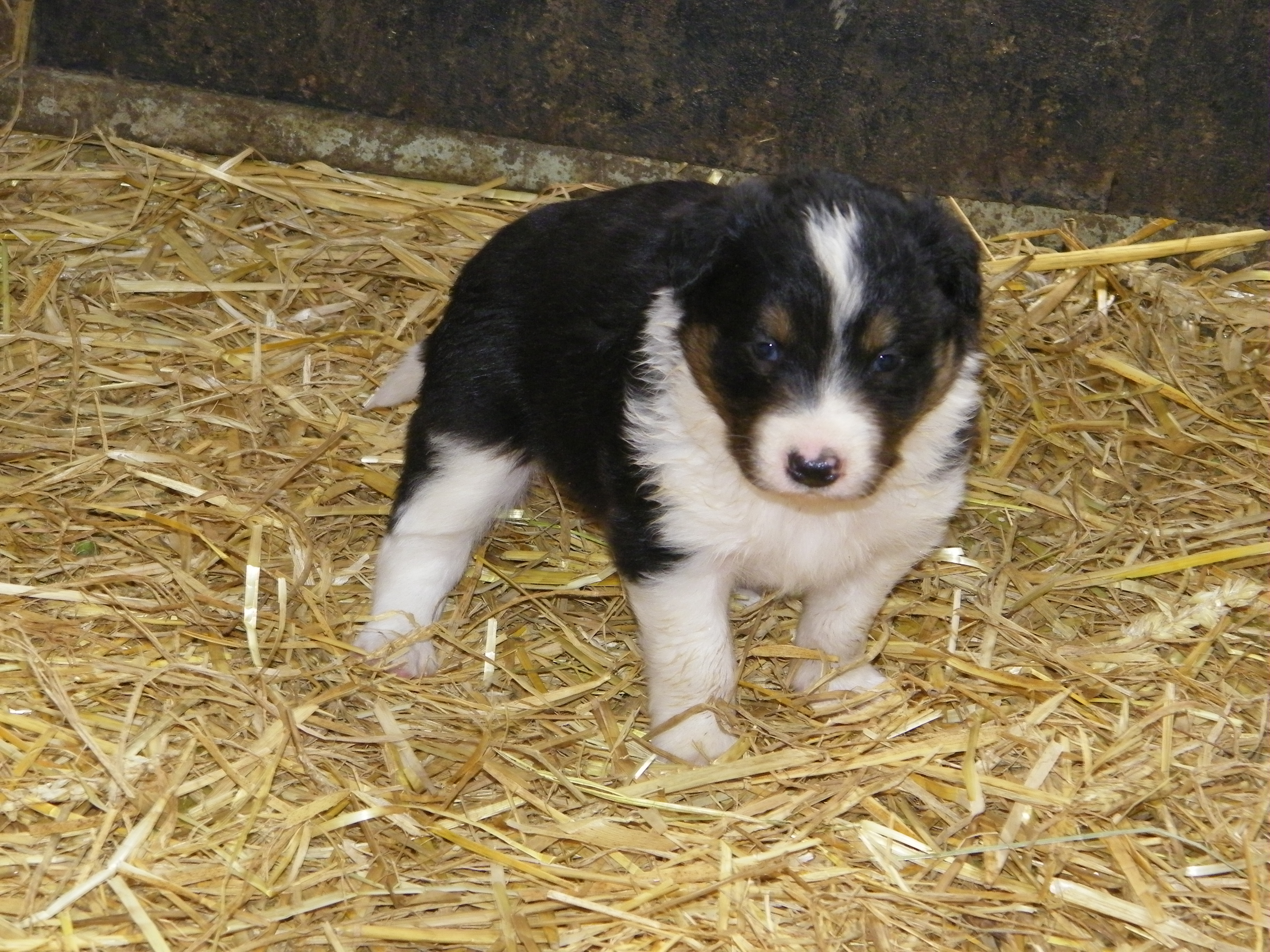 File Un Chiot De Race Border Collie En Mai 09 2 Jpg Wikimedia Commons