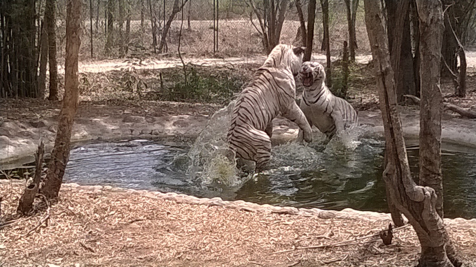 white tigers fighting