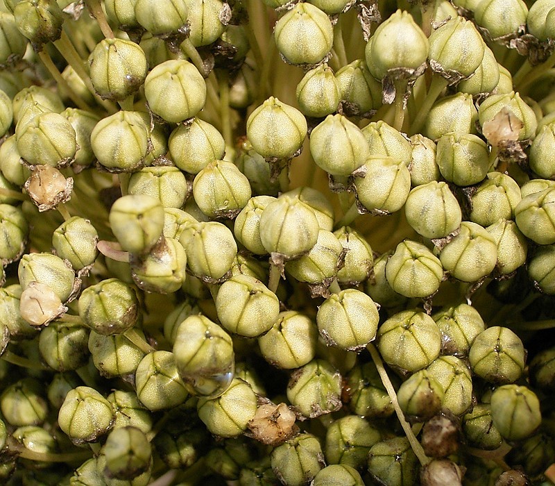 Allium porrum 02 ies.jpg