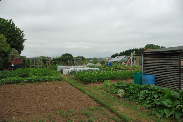 File:Allotments, Wick - geograph.org.uk - 1943545.jpg