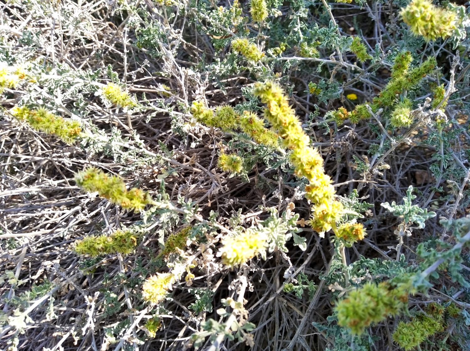 Амброзия напиток. Ambrosia dumosa. Амброзия в Крыму период цветения. Амброзия растение фото.