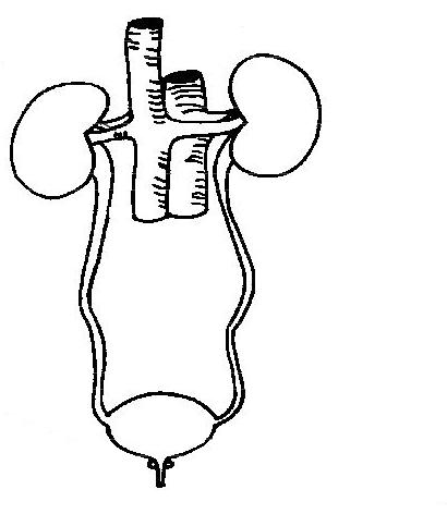 File:Anatomy and physiology of animals diagram of urinary system unlabeled.JPG