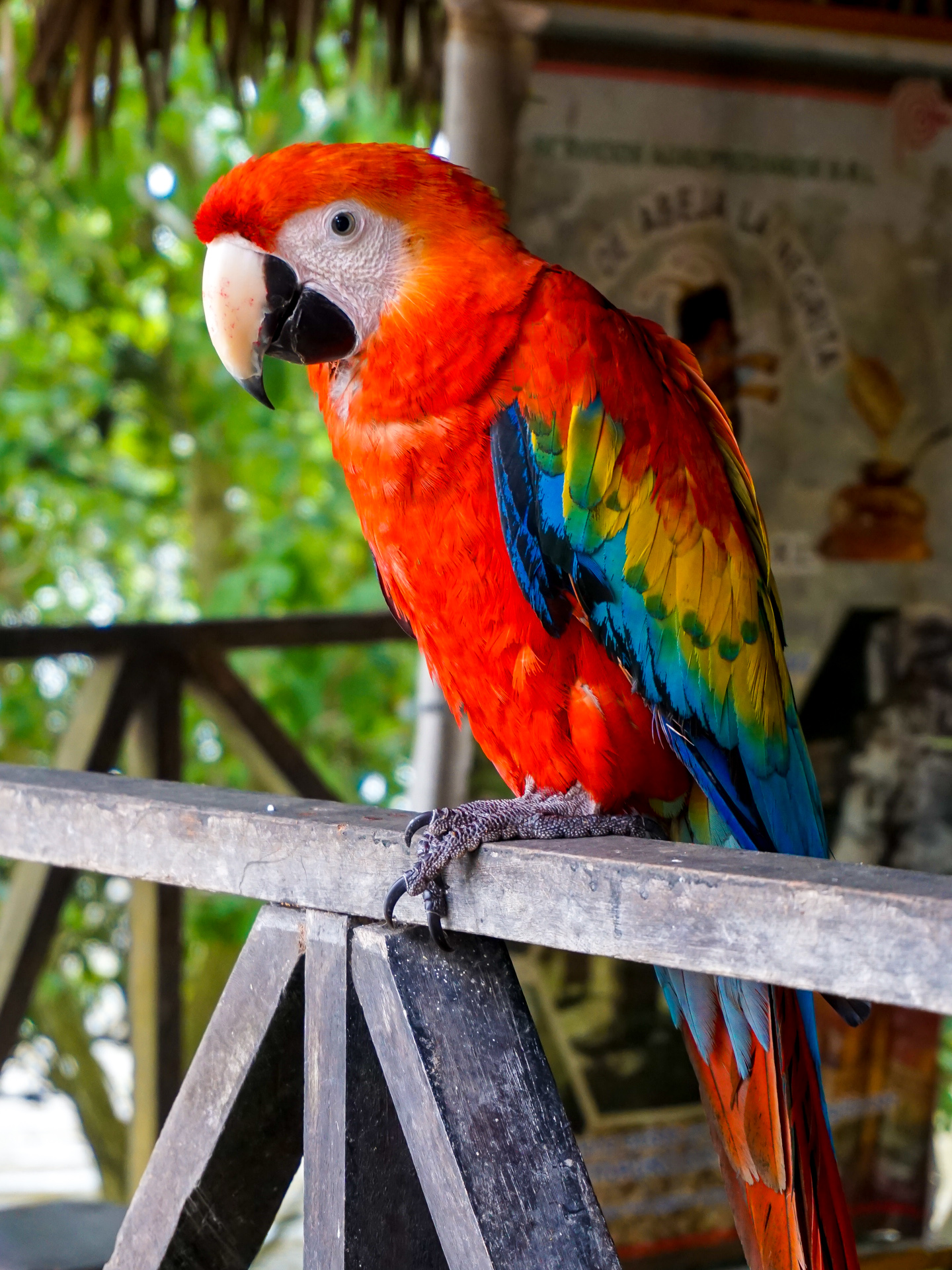 Scarlet Macaw - Pet Me Shop