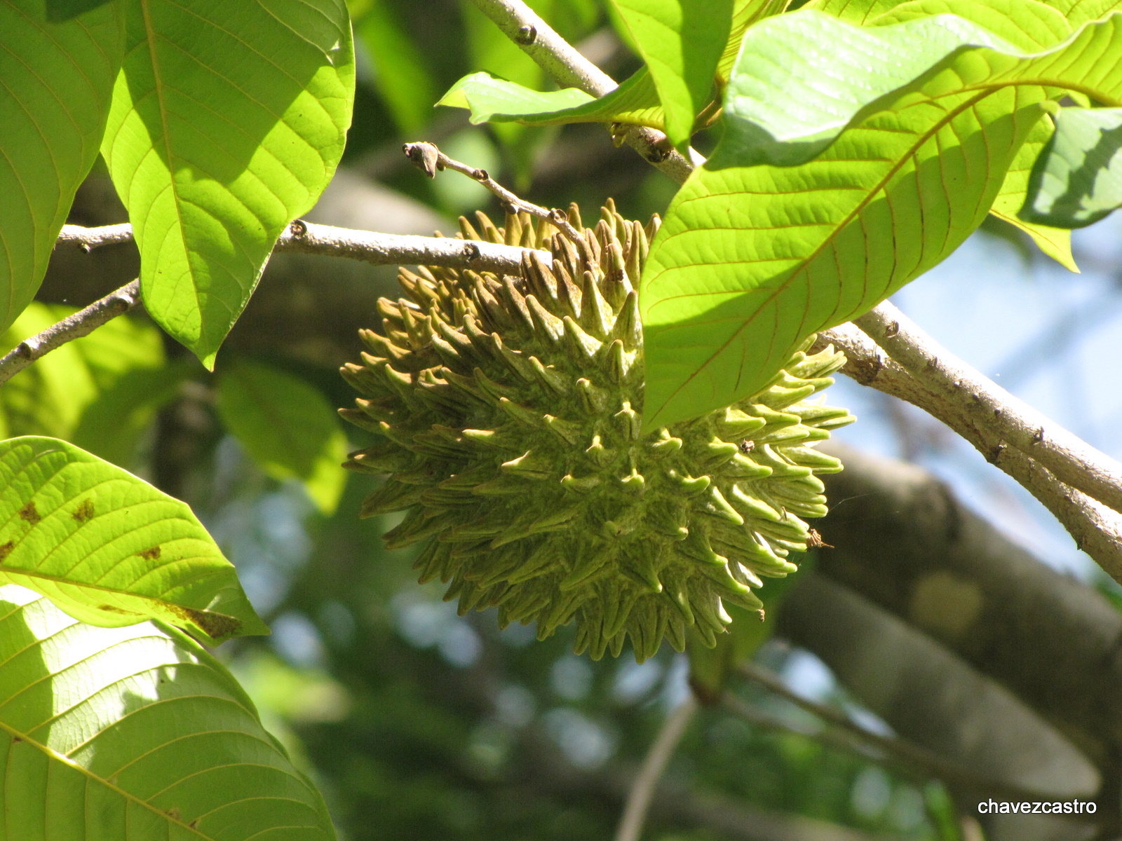 Arandanos arbol o arbusto