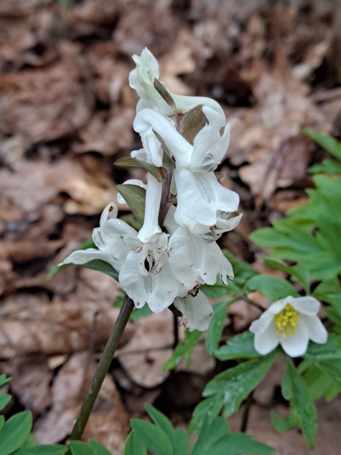 Corydalis paniculigera