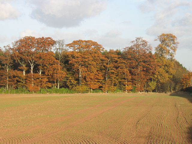 File:Beeches, Langton - geograph.org.uk - 614410.jpg