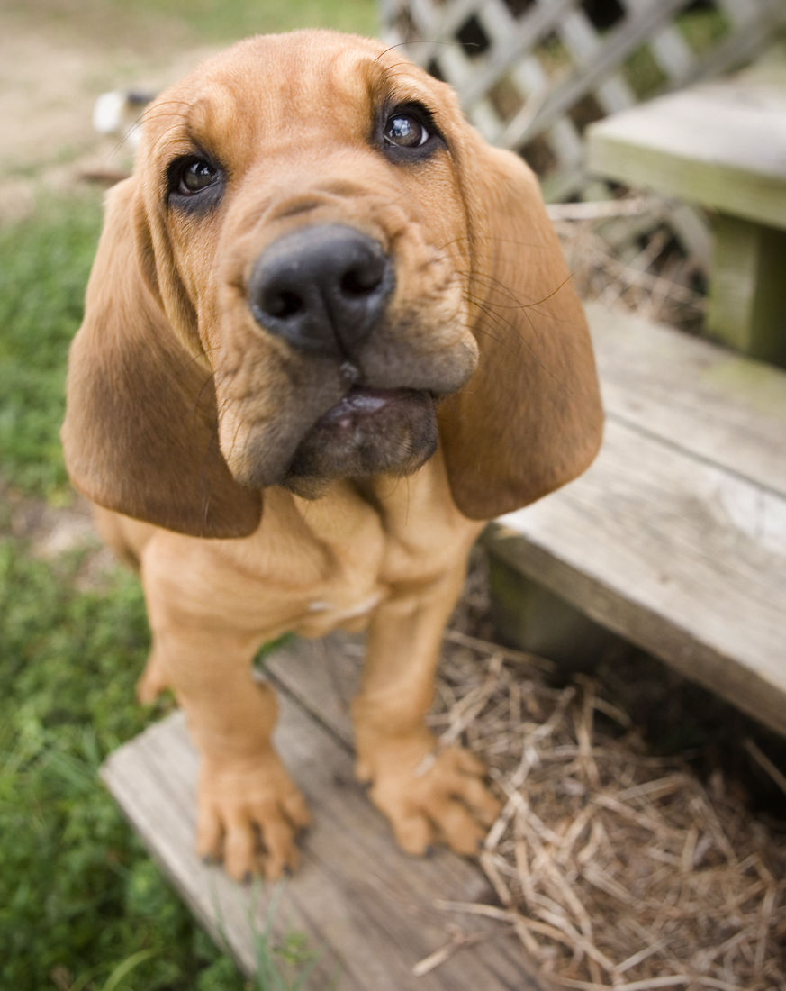 File:Bloodhound Puppy.jpg - Wikimedia Commons