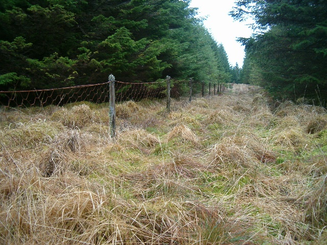 File:Boundary fence in the forest - geograph.org.uk - 113020.jpg