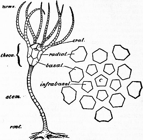 File:Britannica Echinoderma 1.jpg