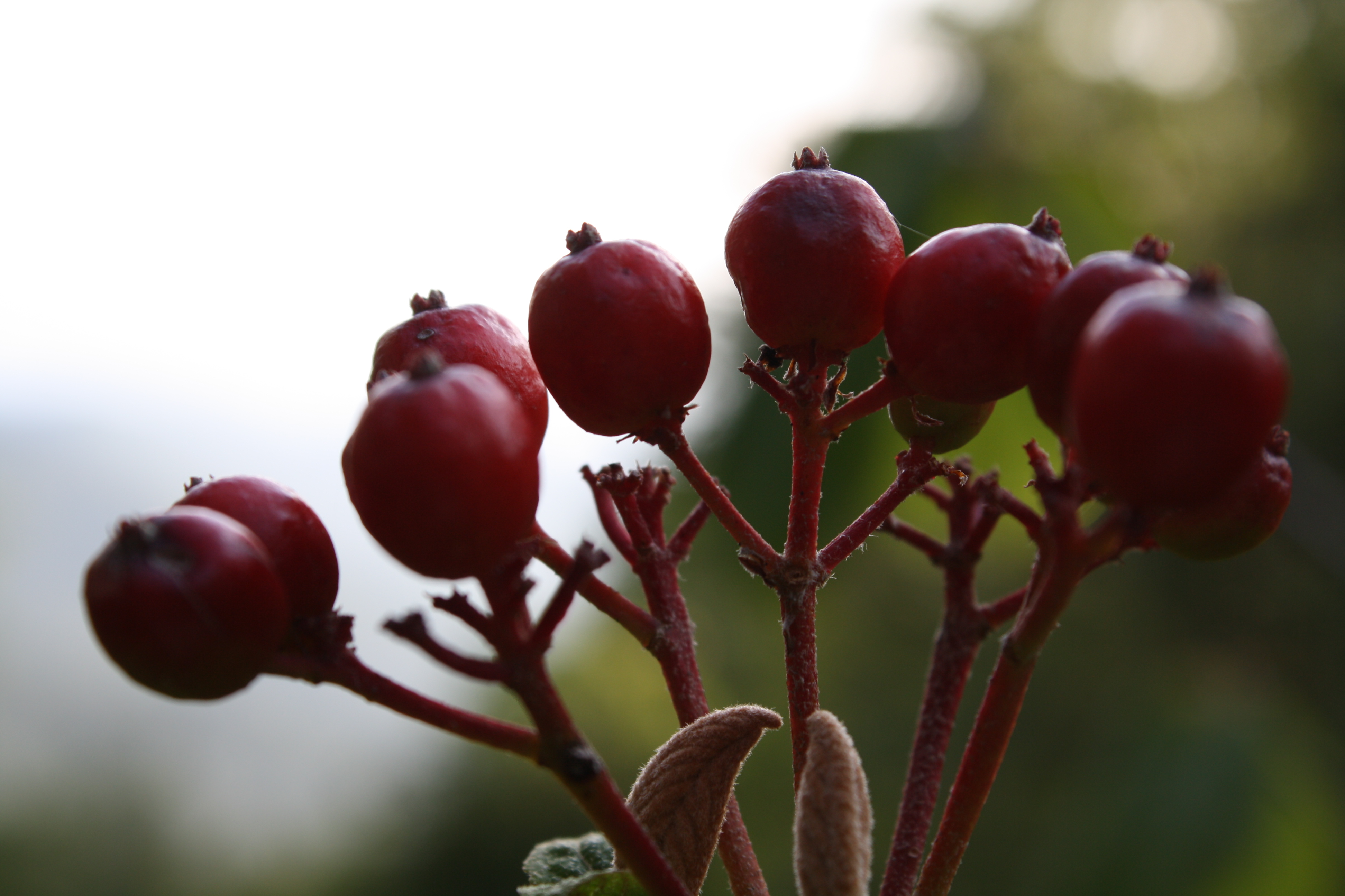 Red berries elixir отзывы. Honeysuckle Berries. Allspice Berries перевод.