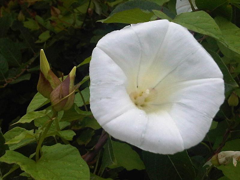 File:Calystegia sepium 3 - wetland 2011.07.20.jpg