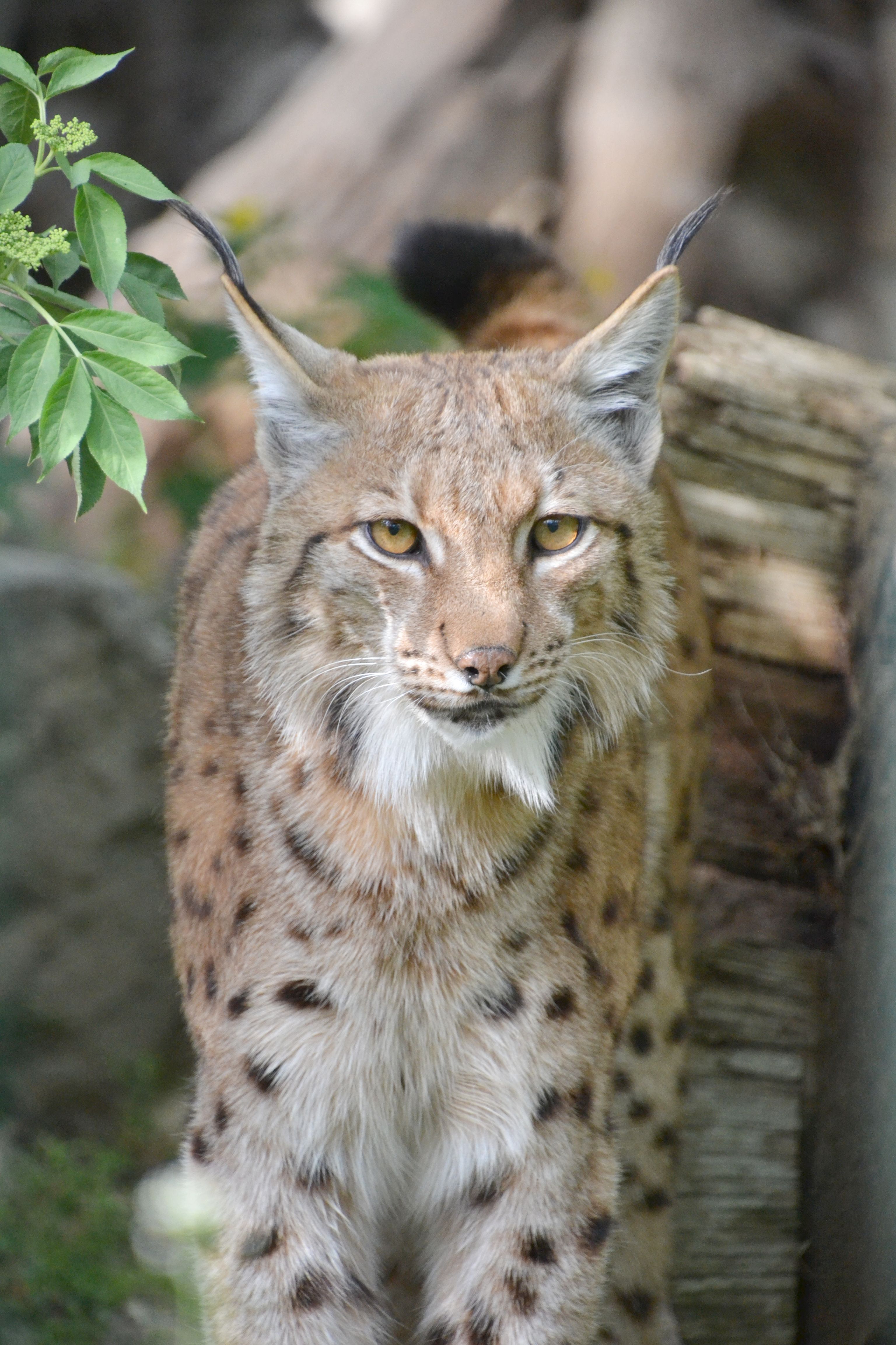 Eurasian lynx - Wikipedia