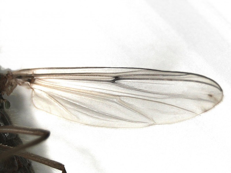 File:Chironomidae indet. (Chironomidae) (Unidentified Non-biting Midge) - (female imago), Arnhem, the Netherlands - 3.jpg