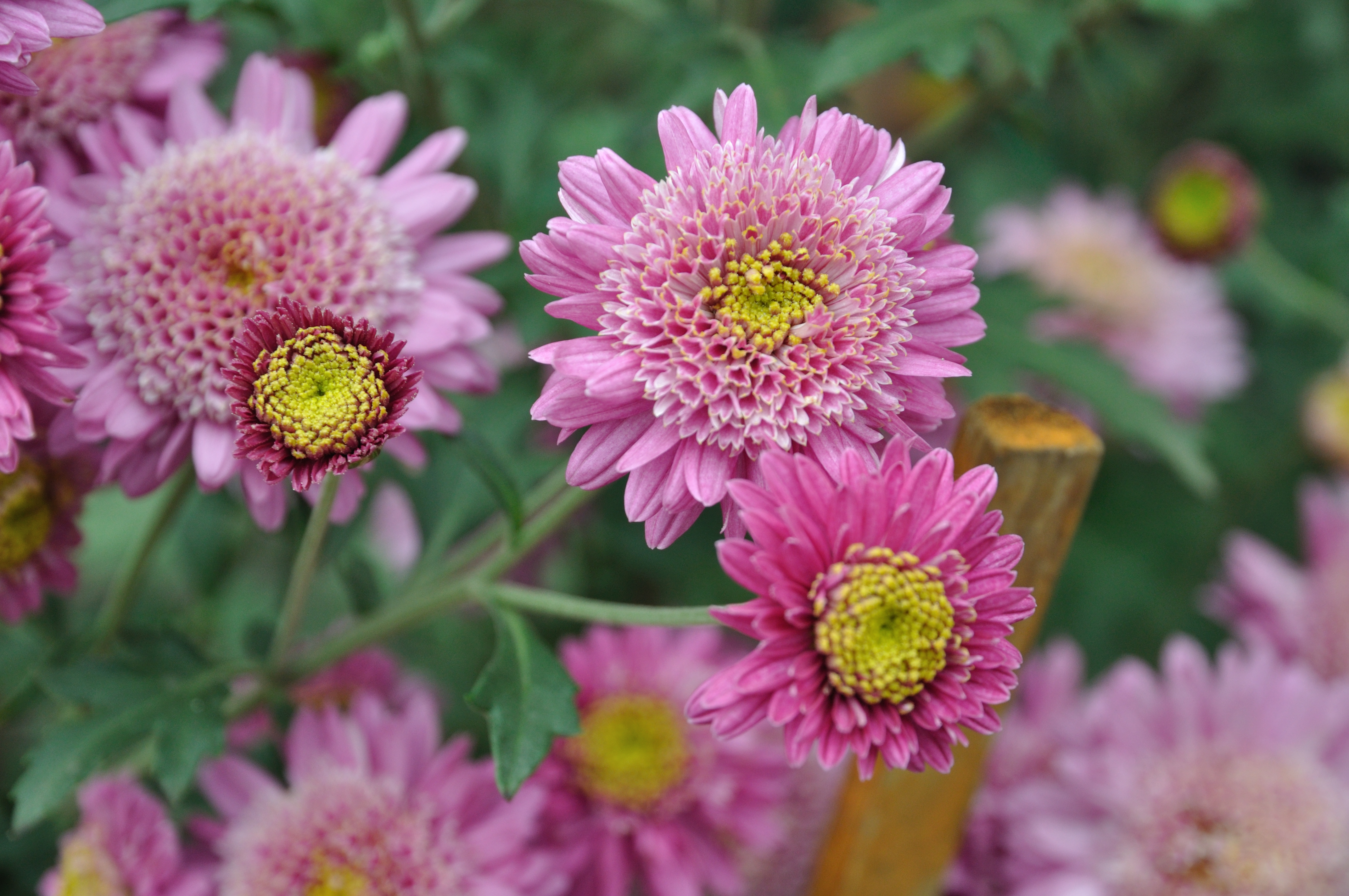 Description Chrysanthemum  Science City  Kolkata 20120111 8022.JPG