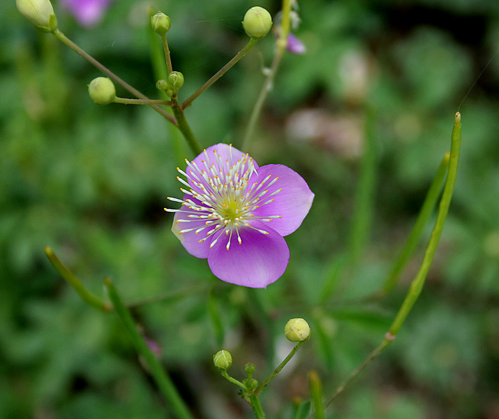 File:Cleome chelidonii in AP W IMG 9956.jpg