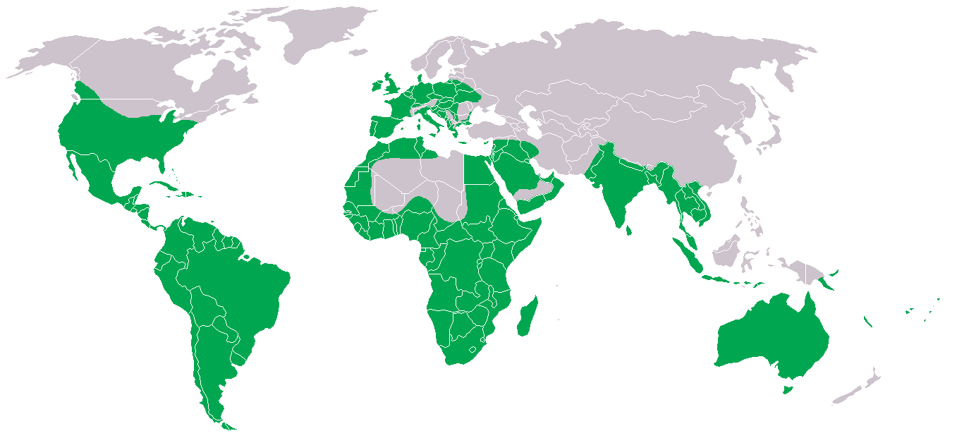 Combined distribution map of Tyto alba, Tyto furcata, Tyto javanica.png