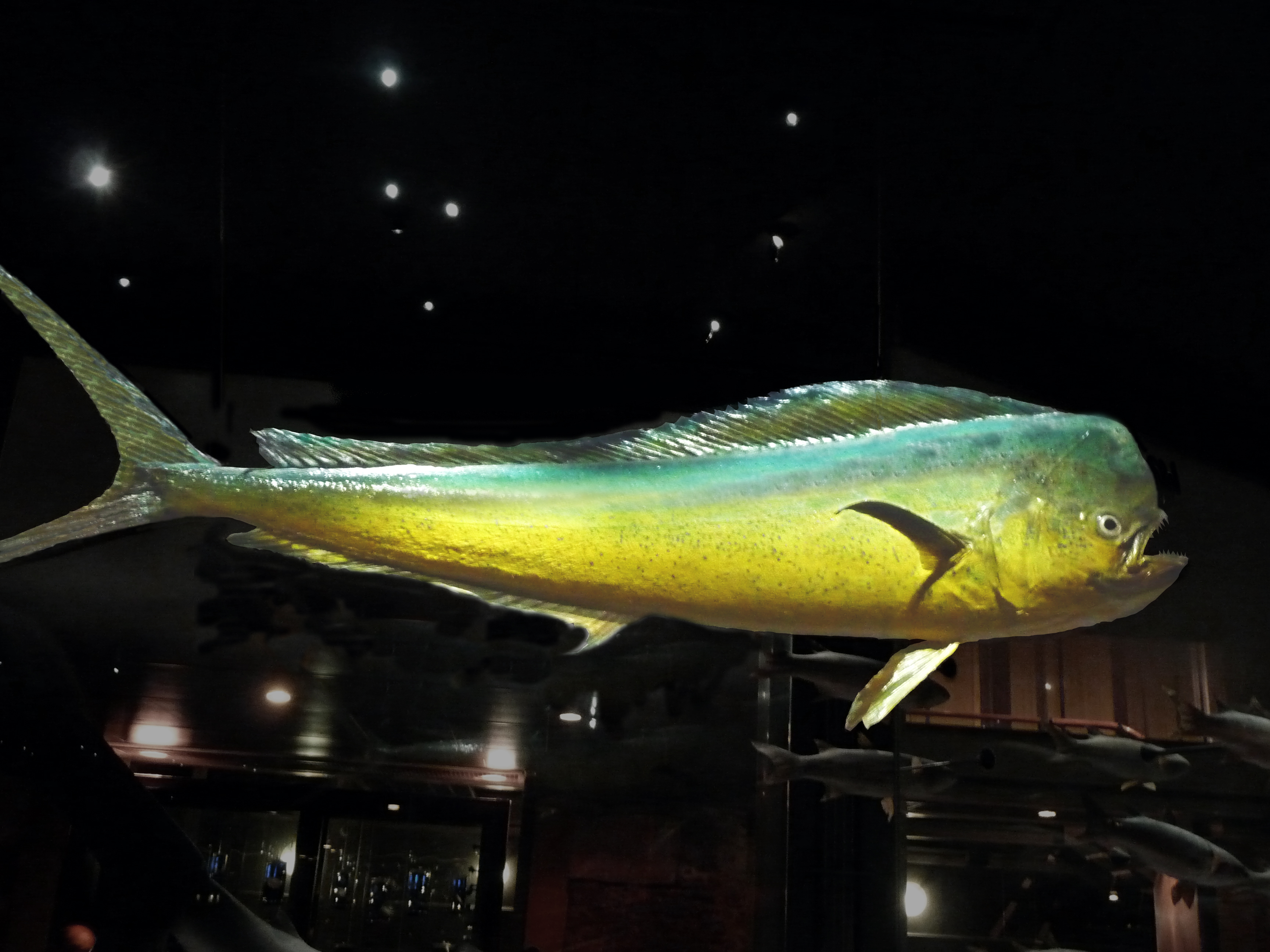 マビキ 魚 ❤️ Best arts at