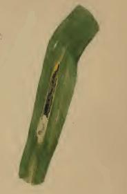 Mined leaf blade of Phragmites Cosmopterix lienigiella mined leaf blade of Phragmites.JPG