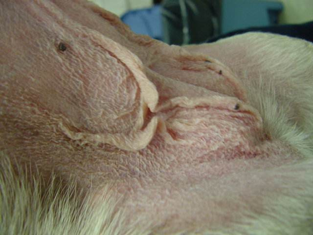 File:Cutaneous atrophy dog.jpg