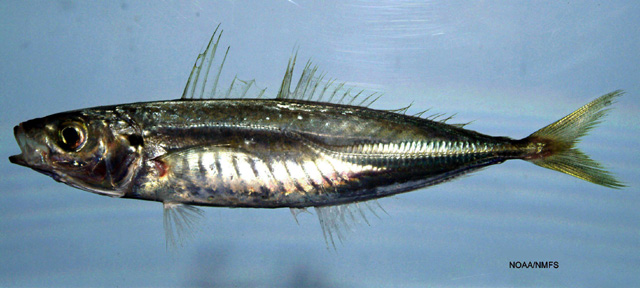 File:Decapterus punctatus Gulf of Mexico.jpg