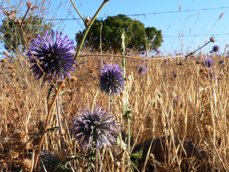 File:Echinops adenocaulos (2663314124).jpg