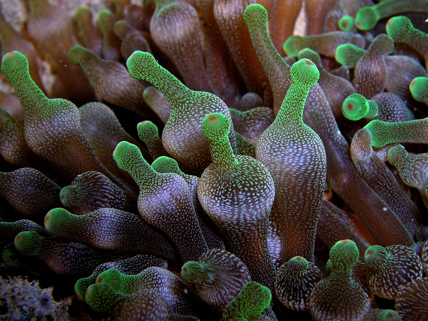 File:Entacmaea quadricolor (Bulb Tentacle Sea Anemone).jpg - Wikimedia  Commons