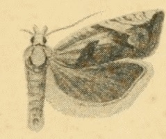 <i>Eucosma tundrana</i> Species of moth