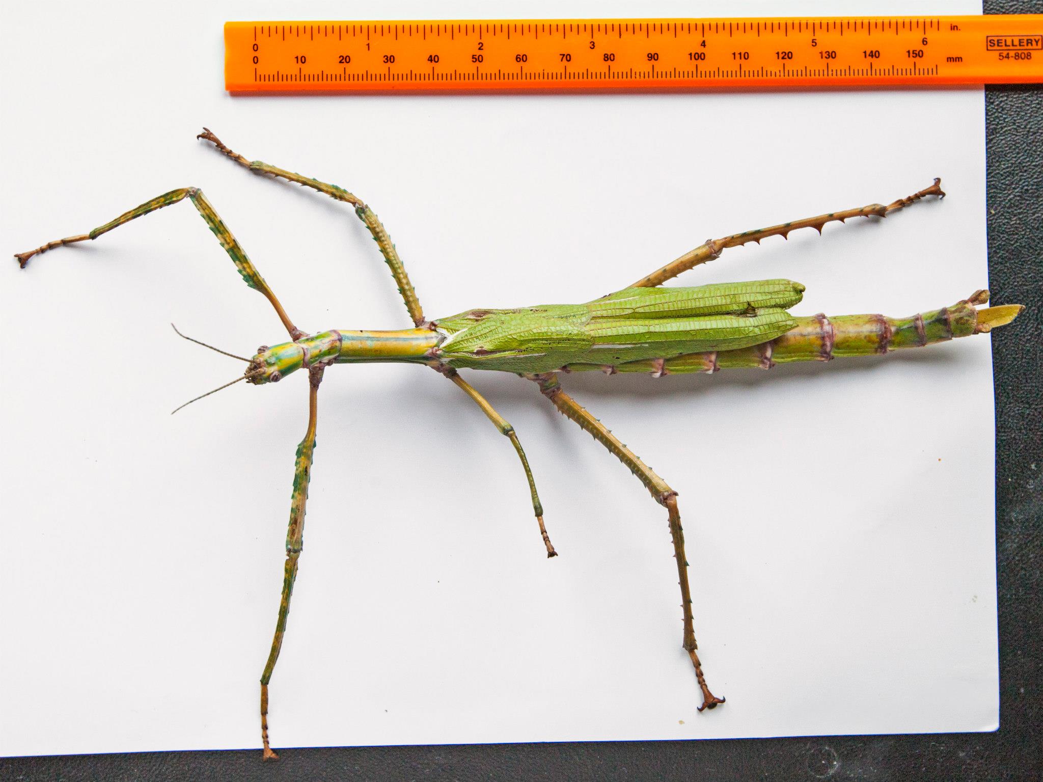 giant leaf insect