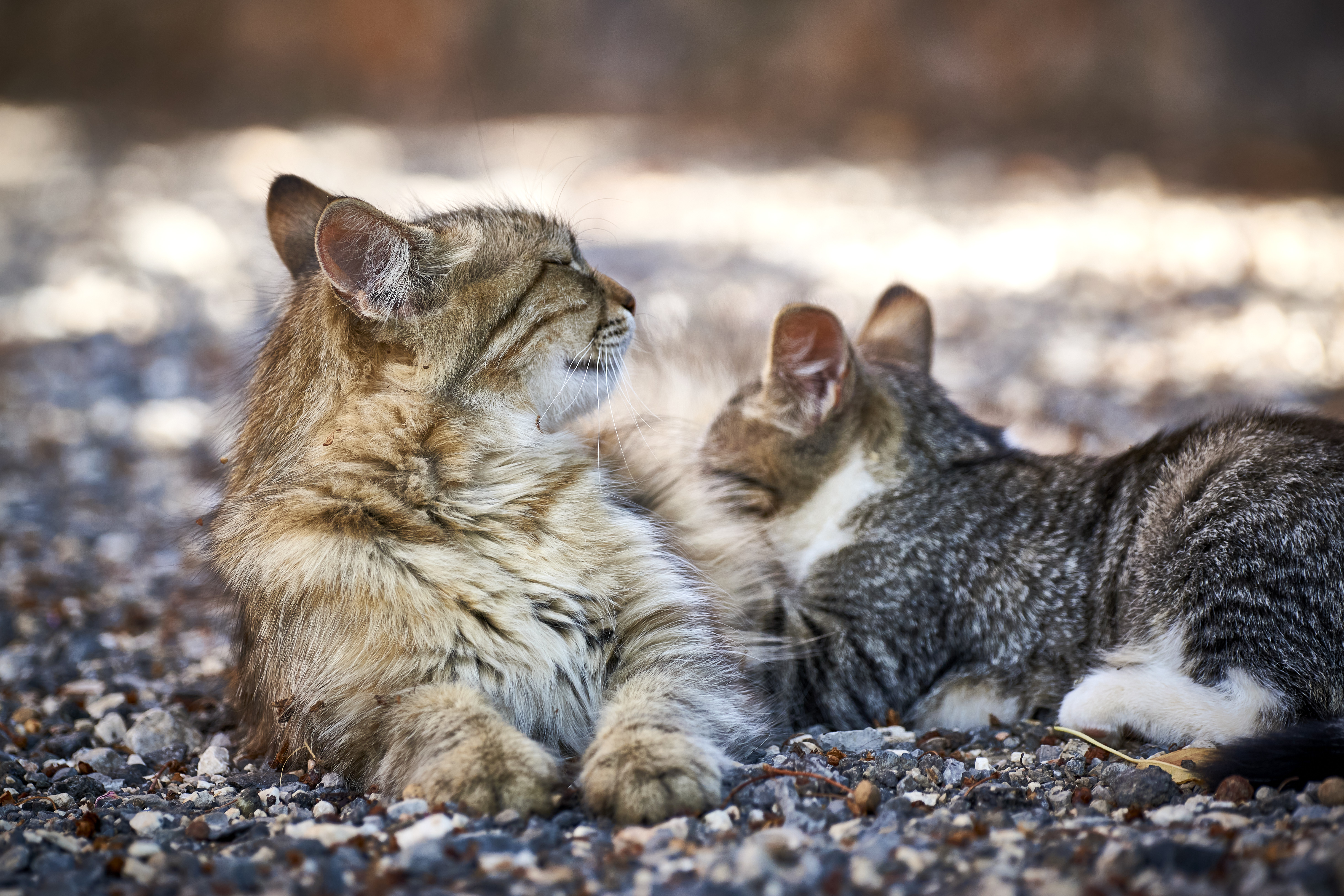 File:Siberian Cat Close.jpg - Wikipedia