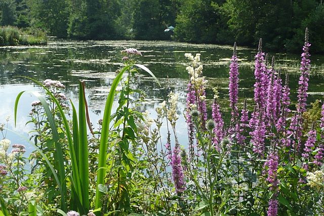 File:Fishing pond - geograph.org.uk - 911870.jpg