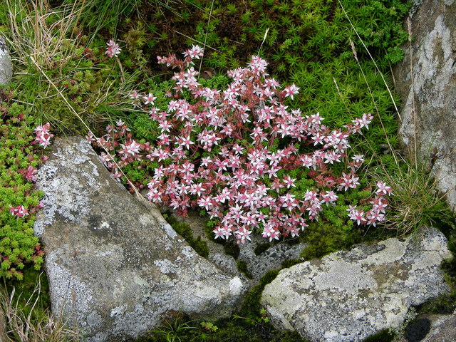 File:Flower growing in between rock - geograph.org.uk - 512174.jpg