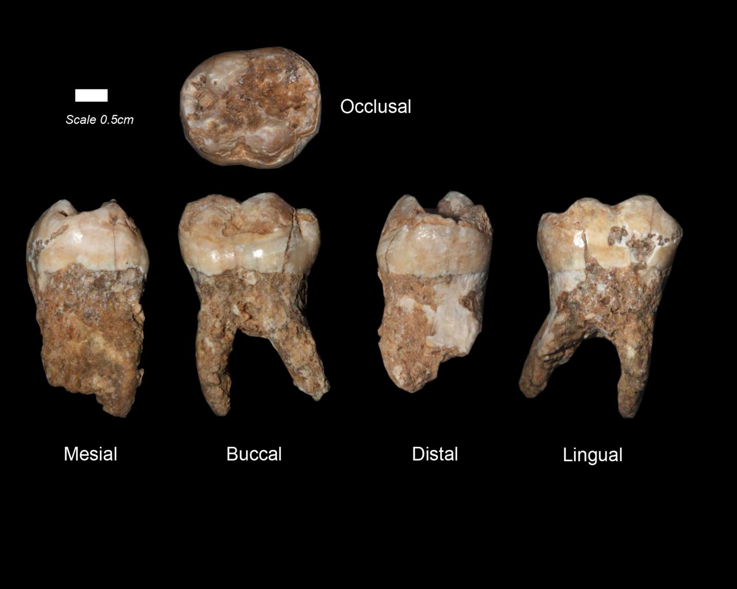 Ancient teeth