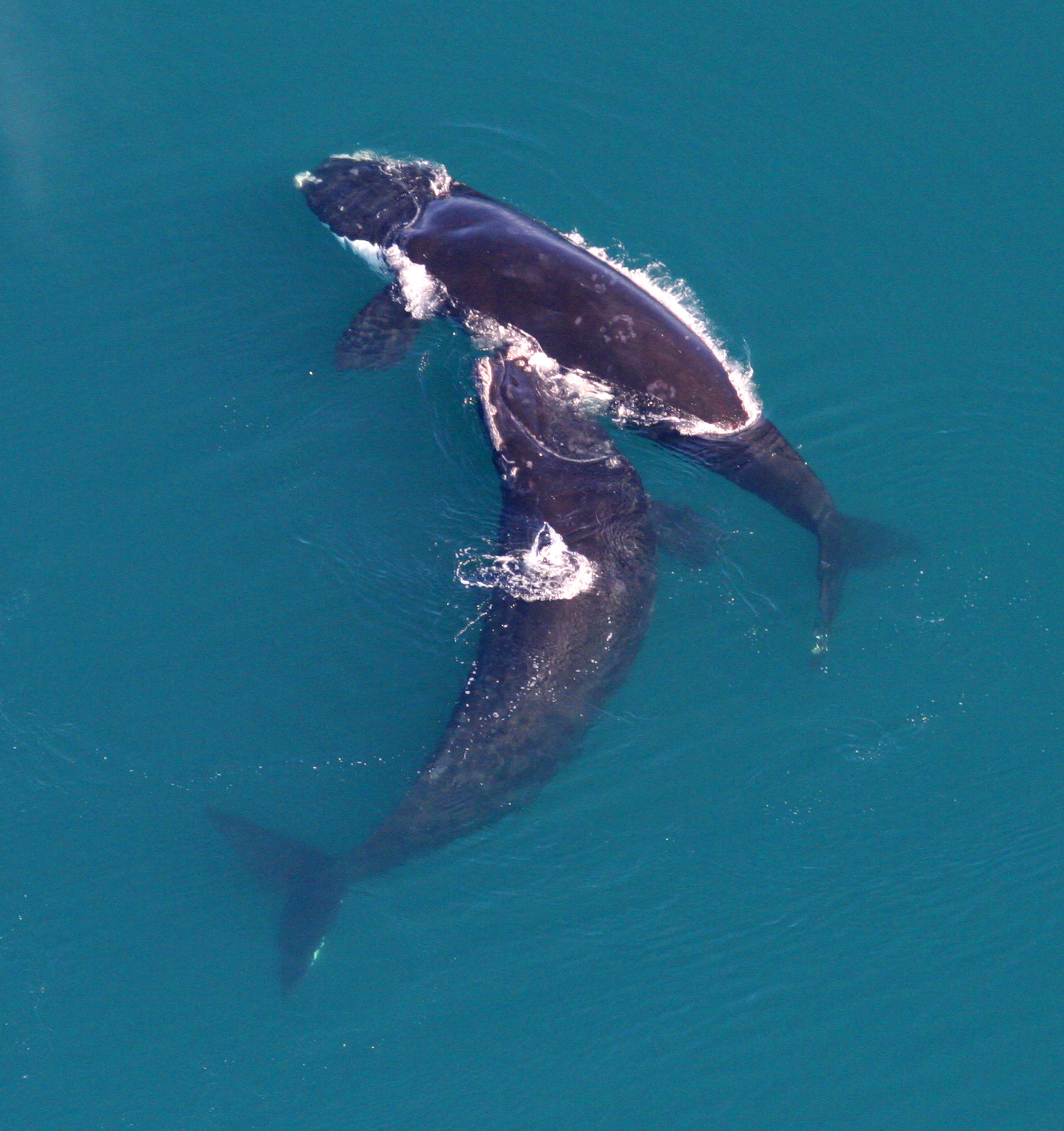North Atlantic right whale - Wikipedia