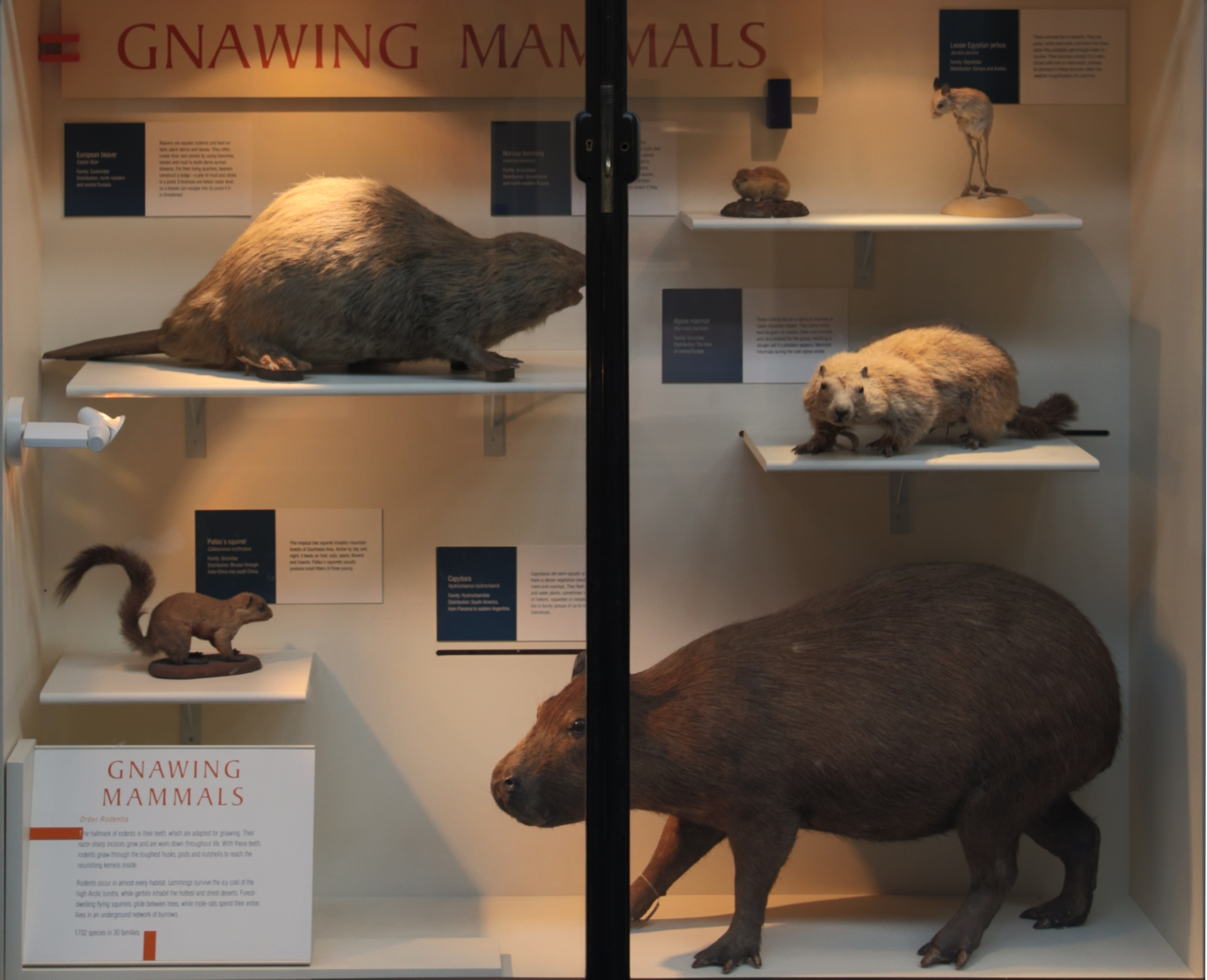 File:Gnawing Mammals, Mammals Gallery, Natural History Museum,  -  Wikimedia Commons