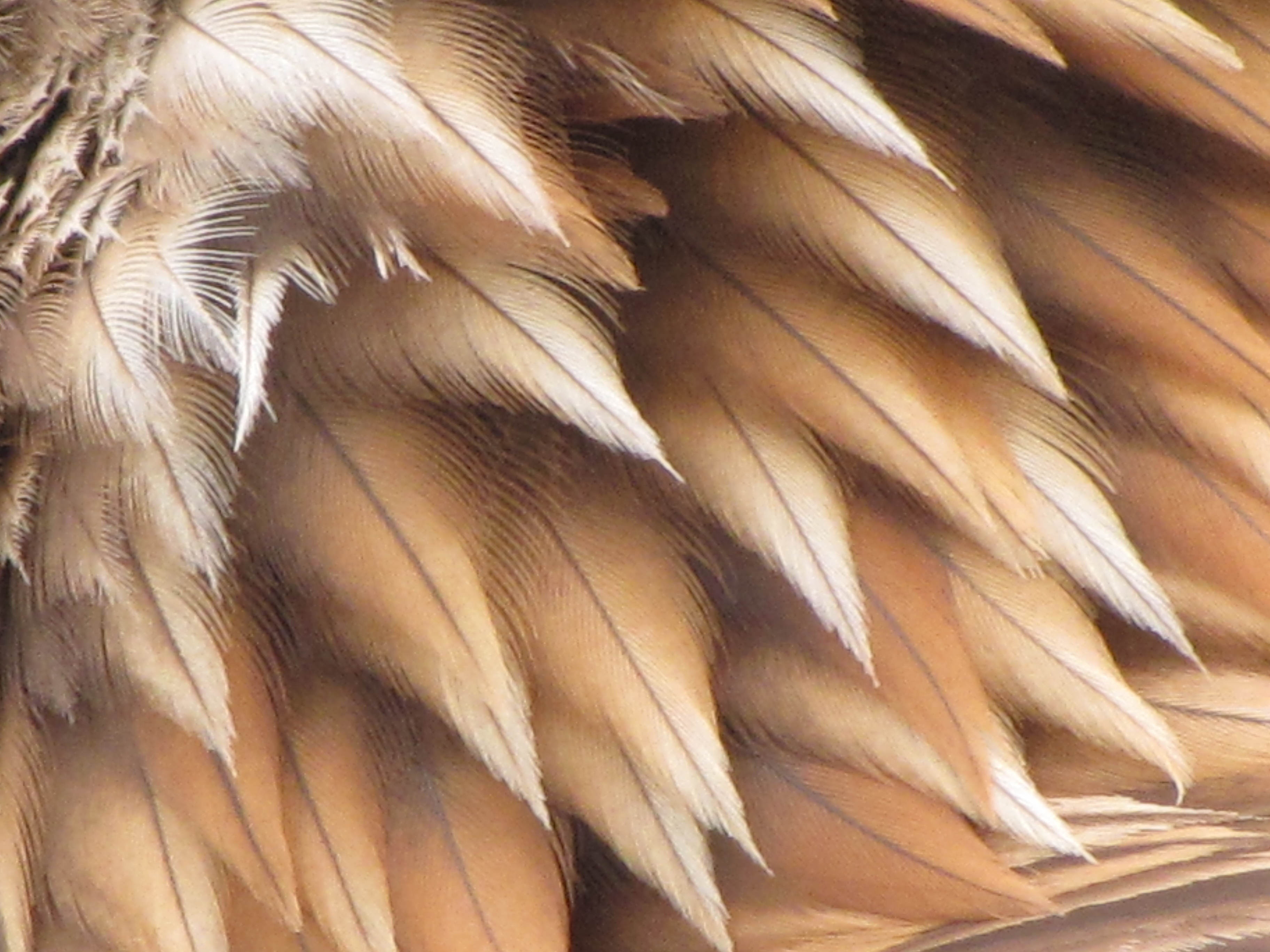 eagle feather images