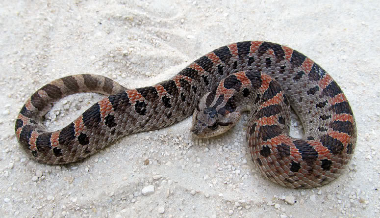 Young Southern Hognose Snake (Heterodon simus) playing dead