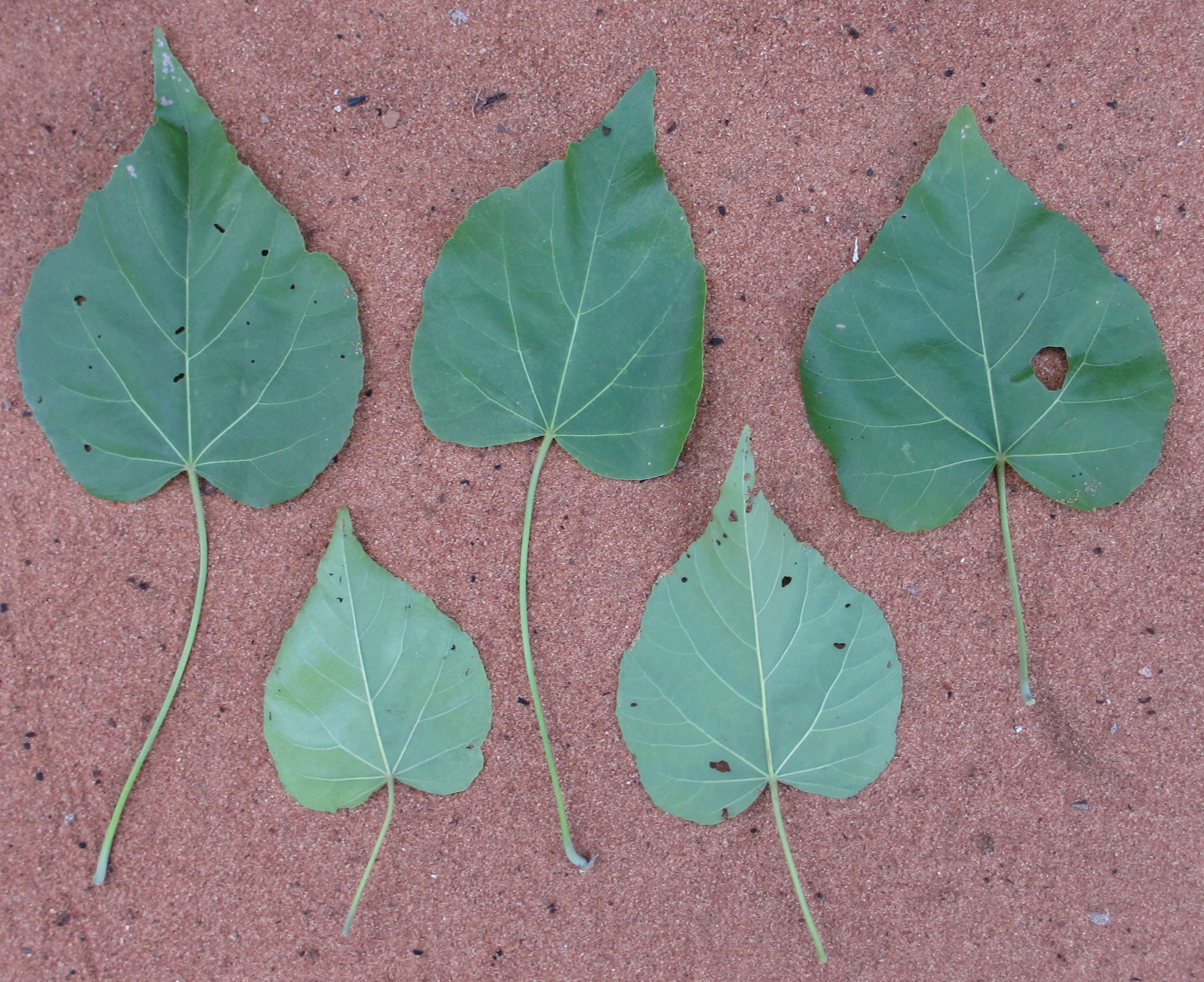 Helmiopsiella sp. Pemba - leaves (12879096154).jpg