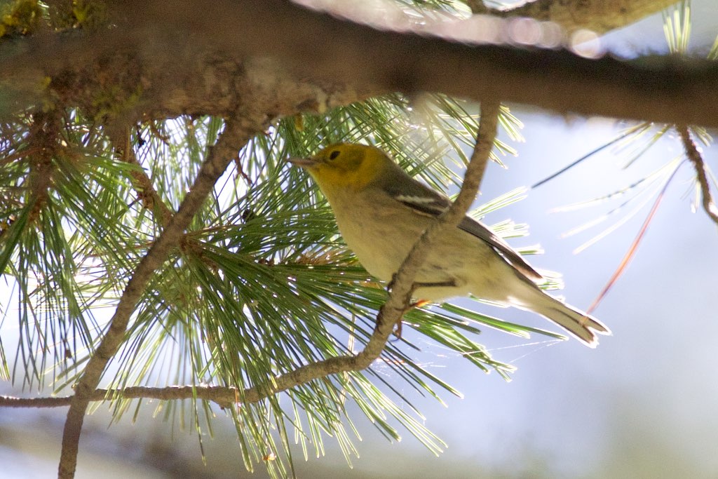 Hermit Warbler - Rustler Park - Cave Creek - AZ - 2015-08-16at10-33-013 (21611195866).jpg