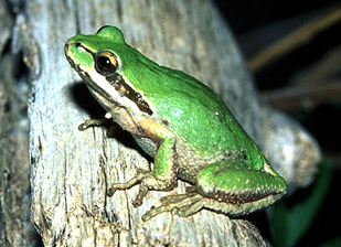 File:Hyla regilla03.jpg