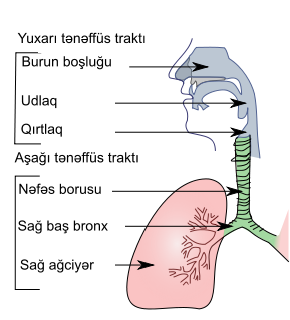 Nəfəs Borusu