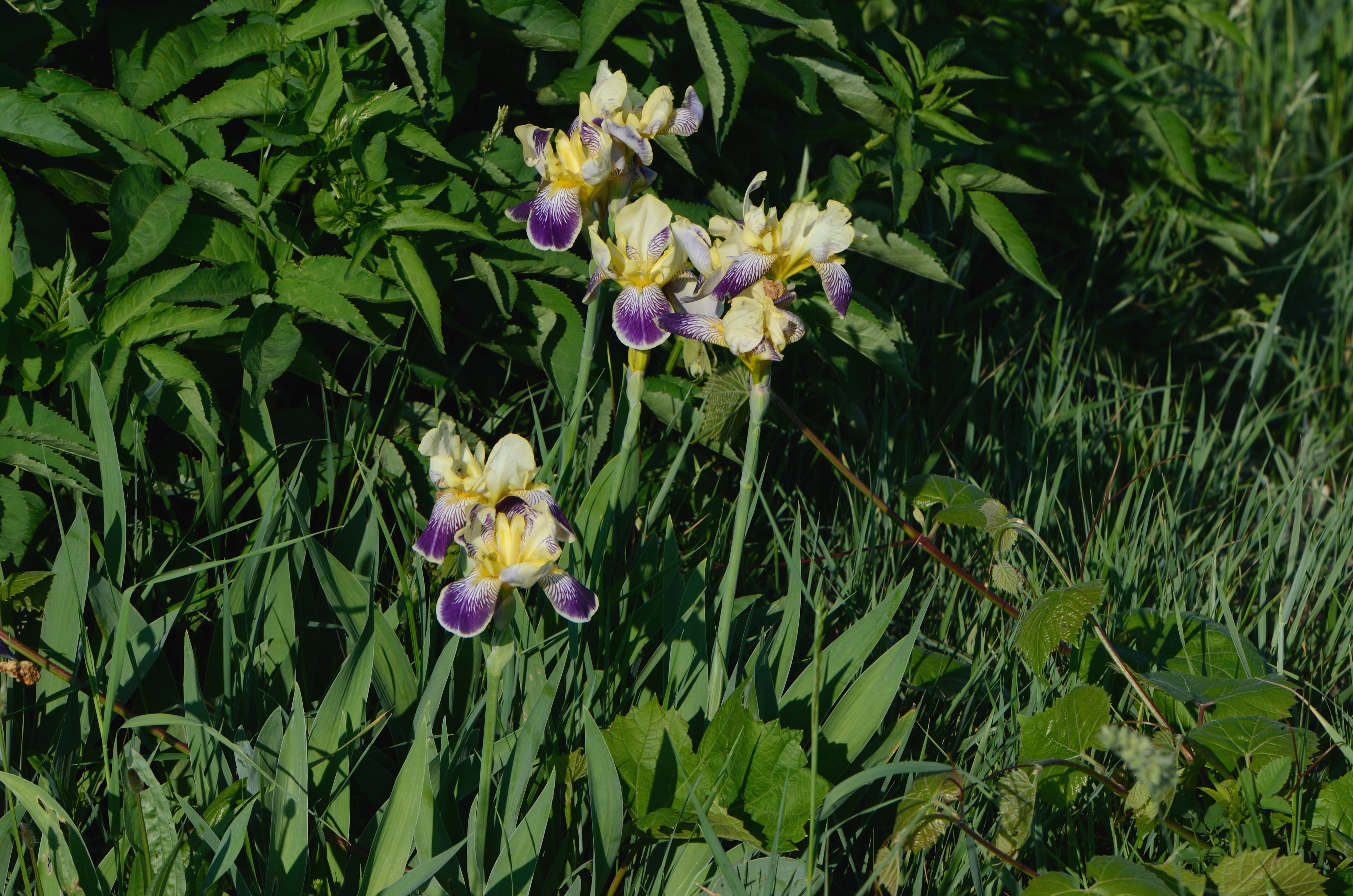 Ирис Iris versicolor