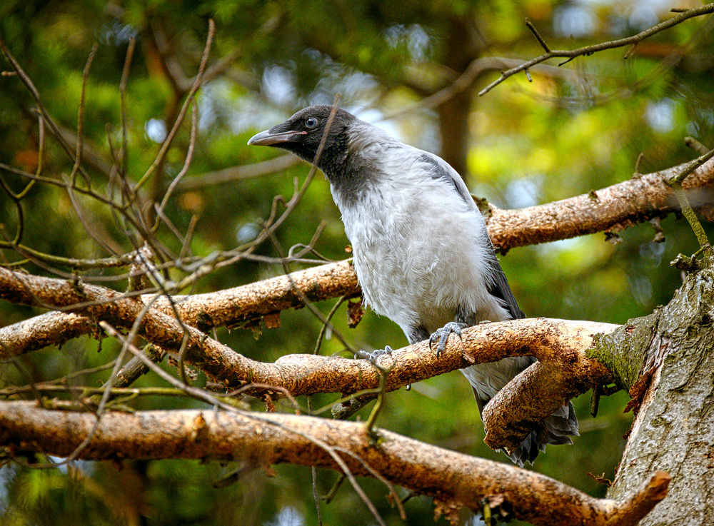 Juvenile crow (18377090835).jpg
