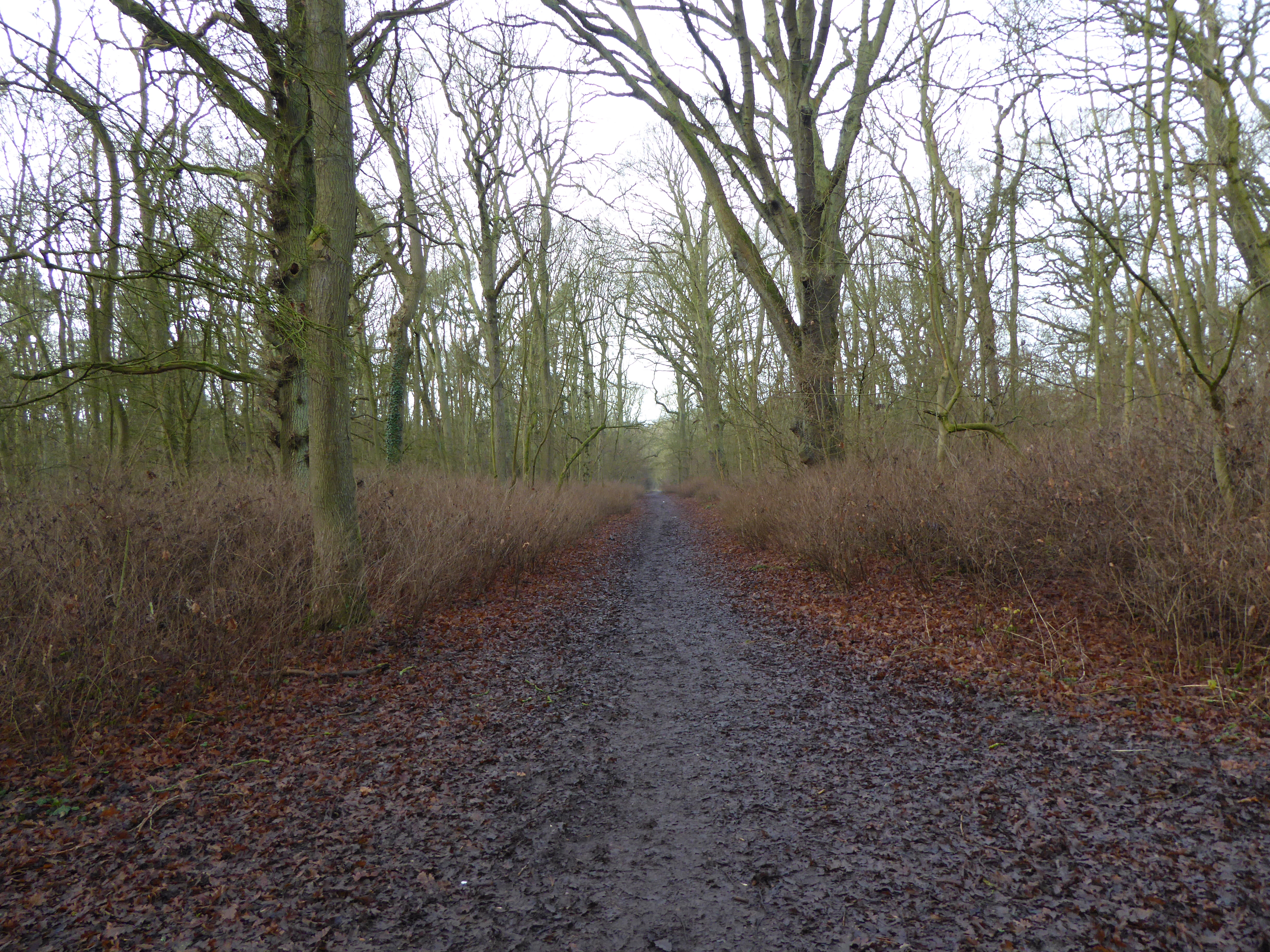 King's Wood, Corby